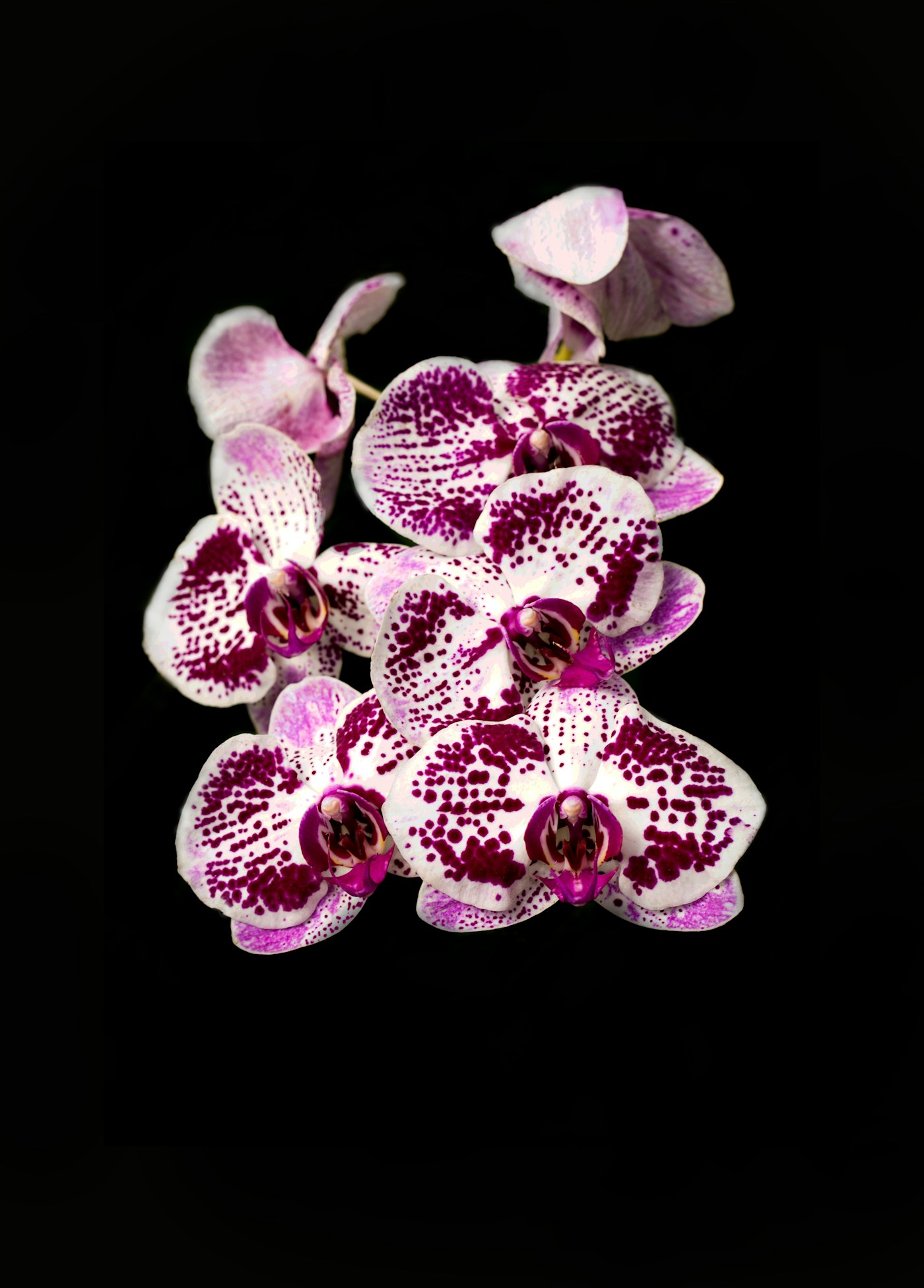 Orchid