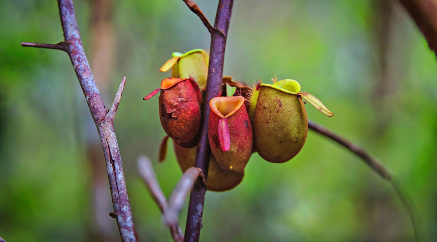 Pitcher plant